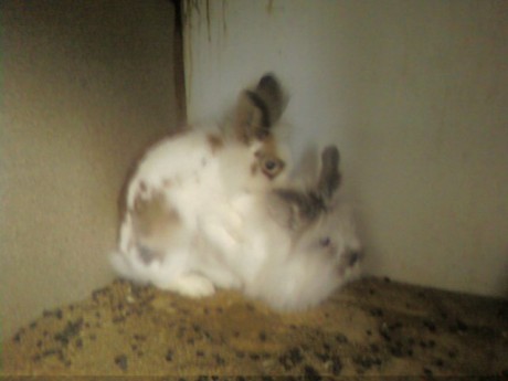 999.Cleo s kamarátkou